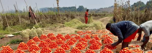 Relance de la production de tomates au Cameroun après le Covid-19 © Sandrine Dury, Cirad